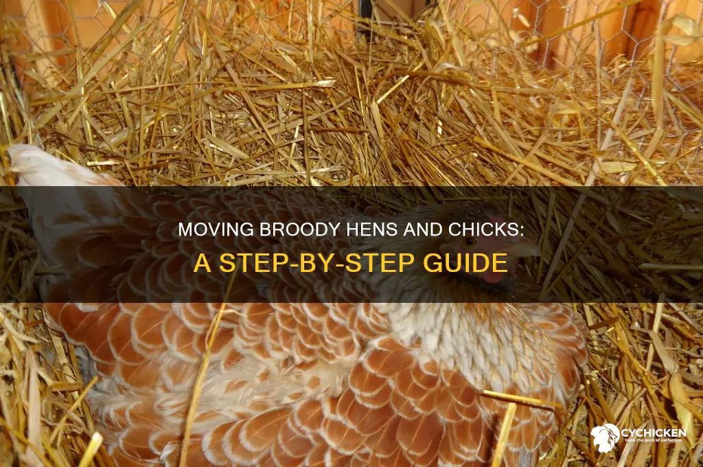 how to move a broody hen with chicks