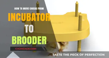 Moving Chicks Safely: Incubator to Brooder Transition Guide