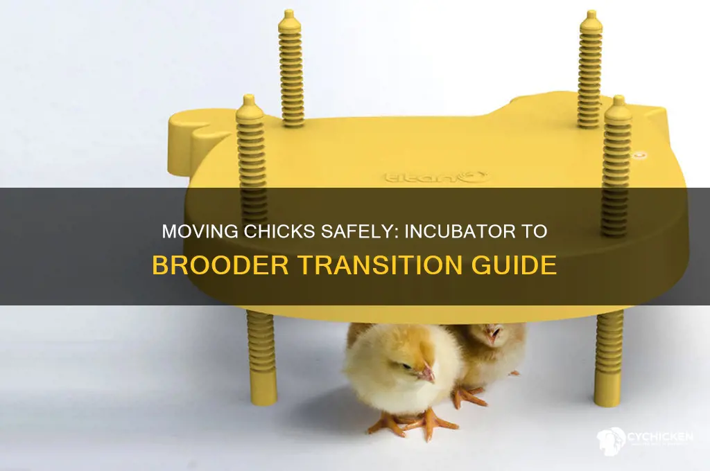 how to move chicks from incubator to brooder