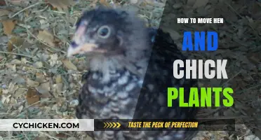 Moving Hen and Chick Plants: A Step-by-Step Guide for Success