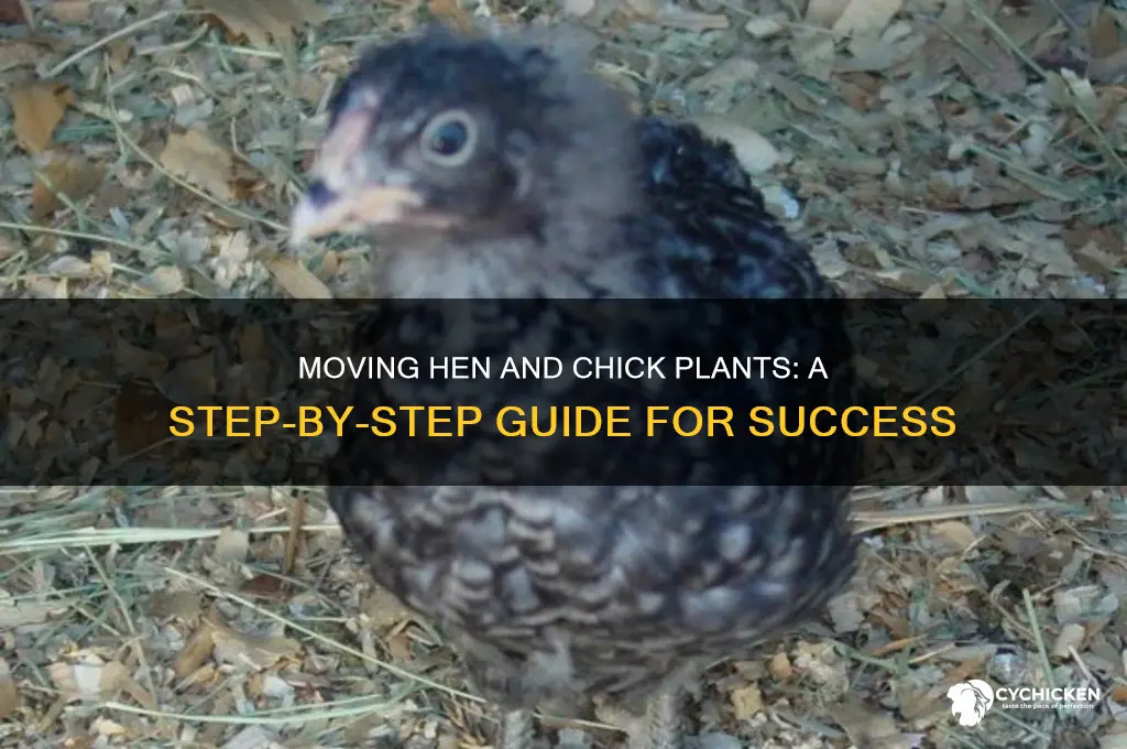 how to move hen and chick plants