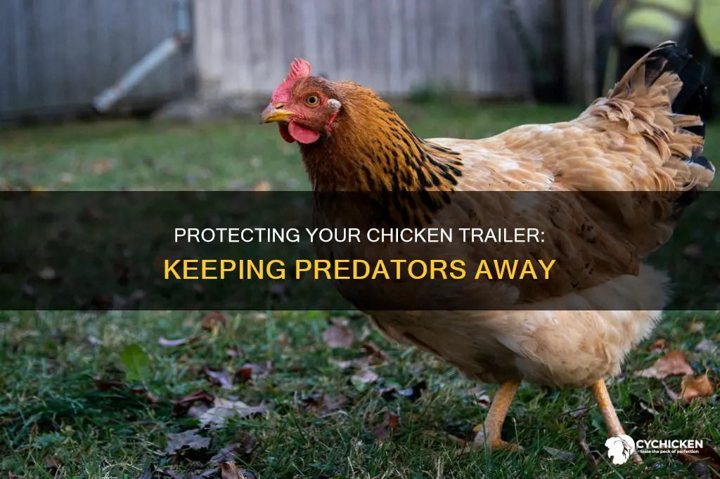 how to mske a chicken trailer safe from all preditors