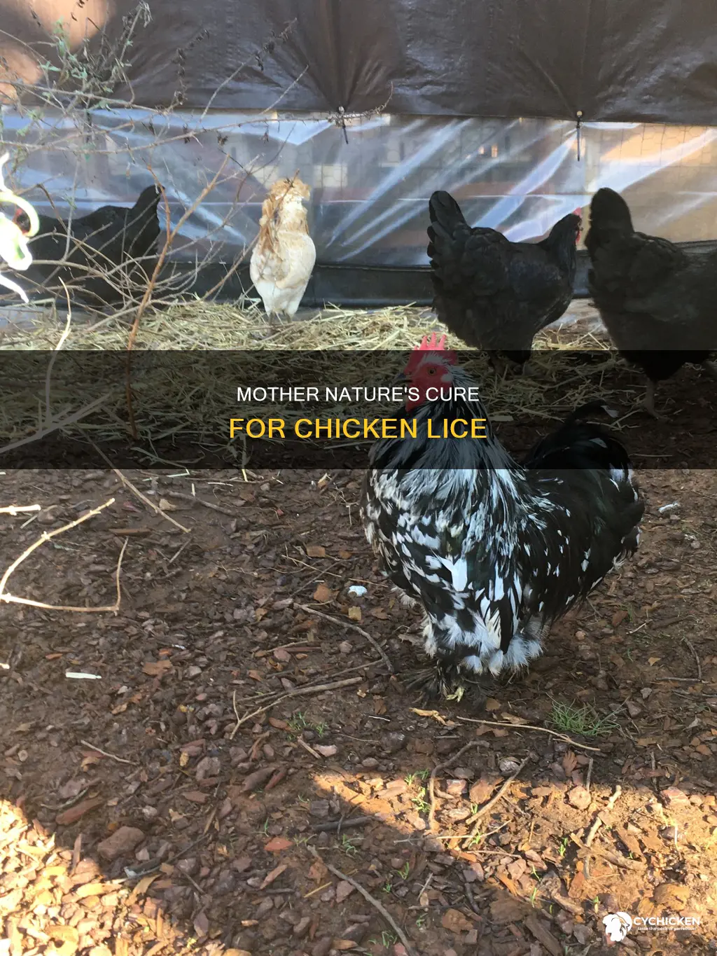 how to naturally treat chicken lice mother earth news