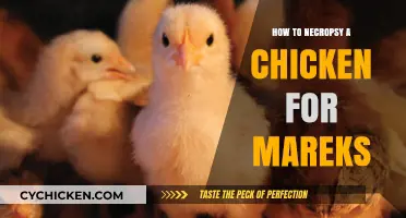 Necropsy Guide: Identifying Marek's Disease in Chickens Step-by-Step