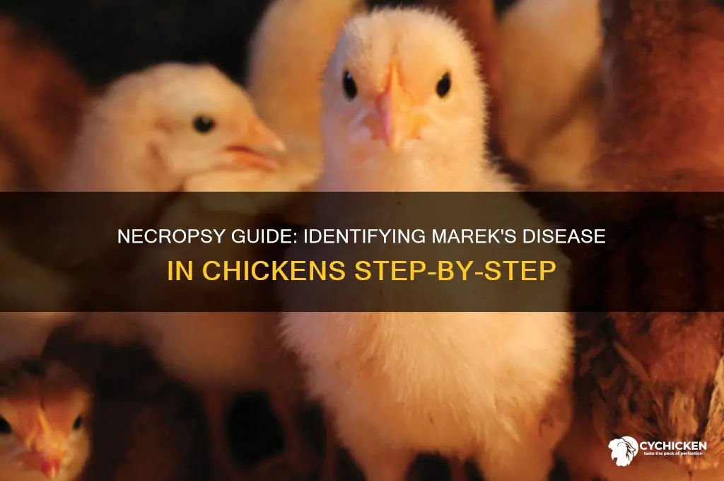 how to necropsy a chicken for mareks