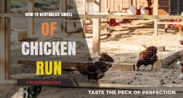 Effective Ways to Eliminate Chicken Run Odors Naturally and Easily