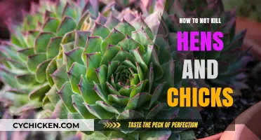 Caring for Hens and Chicks: Tips to Keep Your Plants Thriving