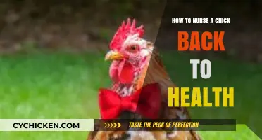 Caring for Fragile Chicks: A Guide to Nursing Them Back to Health