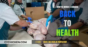 Caring for Your Chicken: A Guide to Nursing Them Back to Health