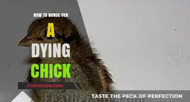 Compassionate Care: Nursing a Dying Chick Through Its Final Days