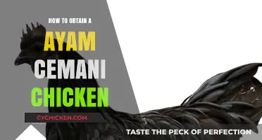 Obtaining Ayam Cemani Chickens: A Comprehensive Guide for Enthusiasts