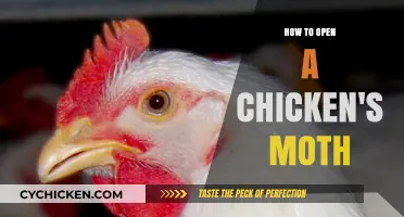 Mastering the Technique: Safely Opening a Chicken's Mouth for Care