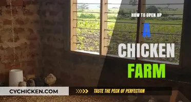 Starting Your Chicken Farm: Essential Steps for Success and Profitability