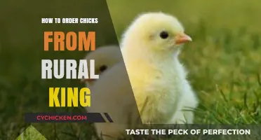 Ordering Chicks from Rural King: A Step-by-Step Guide for Beginners