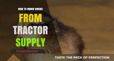 Ordering Chicks from Tractor Supply: A Beginner's Step-by-Step Guide