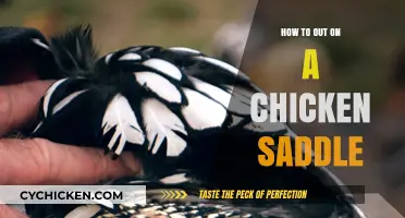 How to Properly Fit a Chicken Saddle for Happy Hens