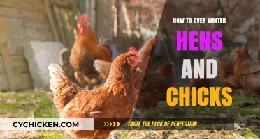 Winterizing Hens and Chicks: Essential Tips for Cold-Weather Care