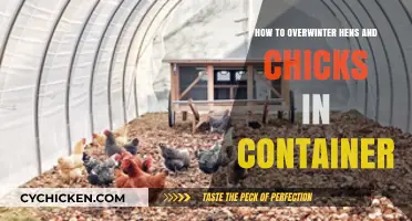 Overwintering Hens and Chicks in Containers: A Complete Survival Guide