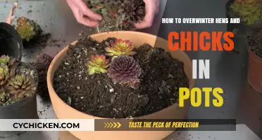 Cozy Winter Care: Overwintering Hens and Chicks in Pots