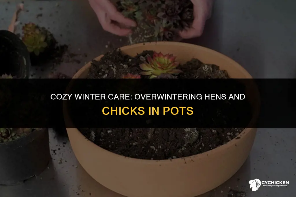 how to overwinter hens and chicks in pots