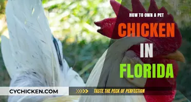 Owning Pet Chickens in Florida: A Beginner’s Guide to Care