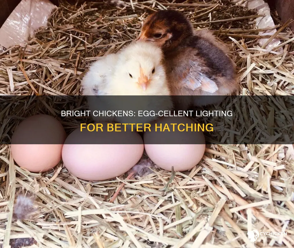 how to pass a chicken eggelectro light for chickens
