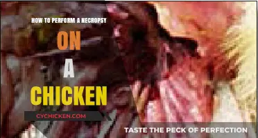 Step-by-Step Guide to Conducting a Chicken Necropsy Effectively