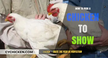 Choosing the Perfect Show Chicken: Expert Tips for Success