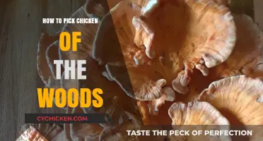Foraging Chicken of the Woods: Tips for Safe and Successful Harvesting