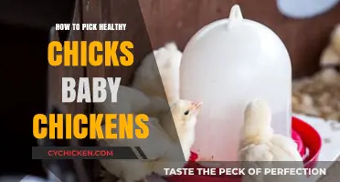 Choosing Healthy Chicks: A Guide to Selecting Your Baby Chickens