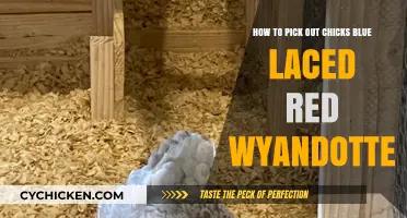 Selecting the Best Blue Laced Red Wyandotte Chicks