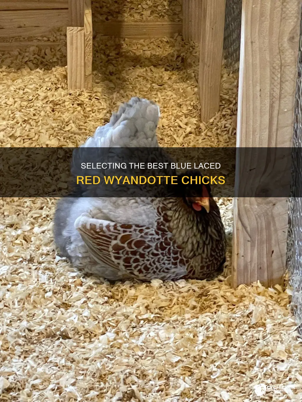 how to pick out chicks blue laced red wyandotte