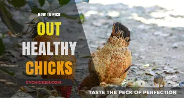 Choosing Healthy Chicks: A Guide for Happy Hens