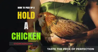 Mastering the Art of Handling Chickens: A Gentle Guide to Picking Up and Holding Your Flock