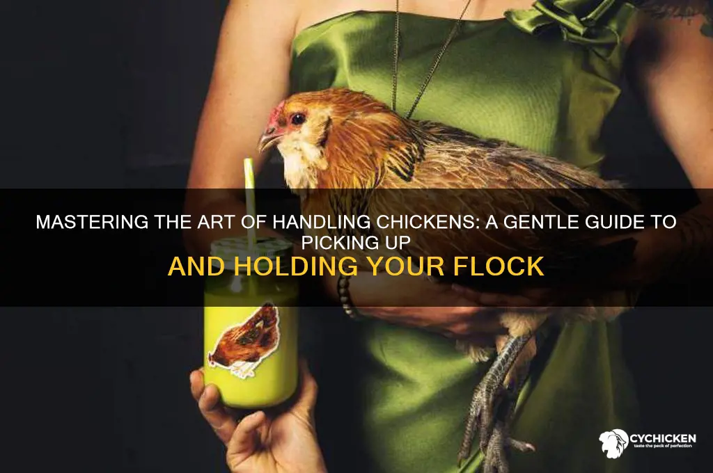 how to pick up & hold a chicken