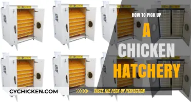 Choosing the Right Chicken Hatchery: A Beginner's Guide to Success
