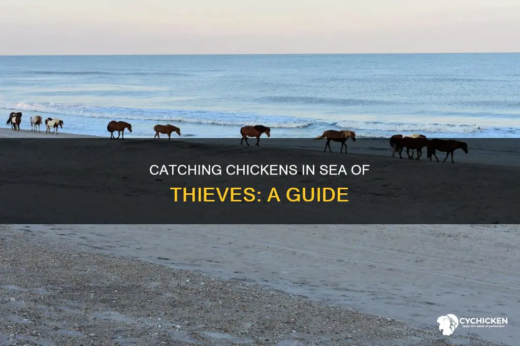 how to pick up a chicken in sea of thieves