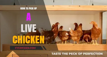 Mastering the Art of Safely Handling Live Chickens: A Beginner's Guide