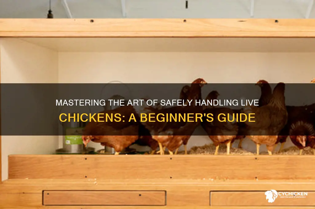 how to pick up a live chicken