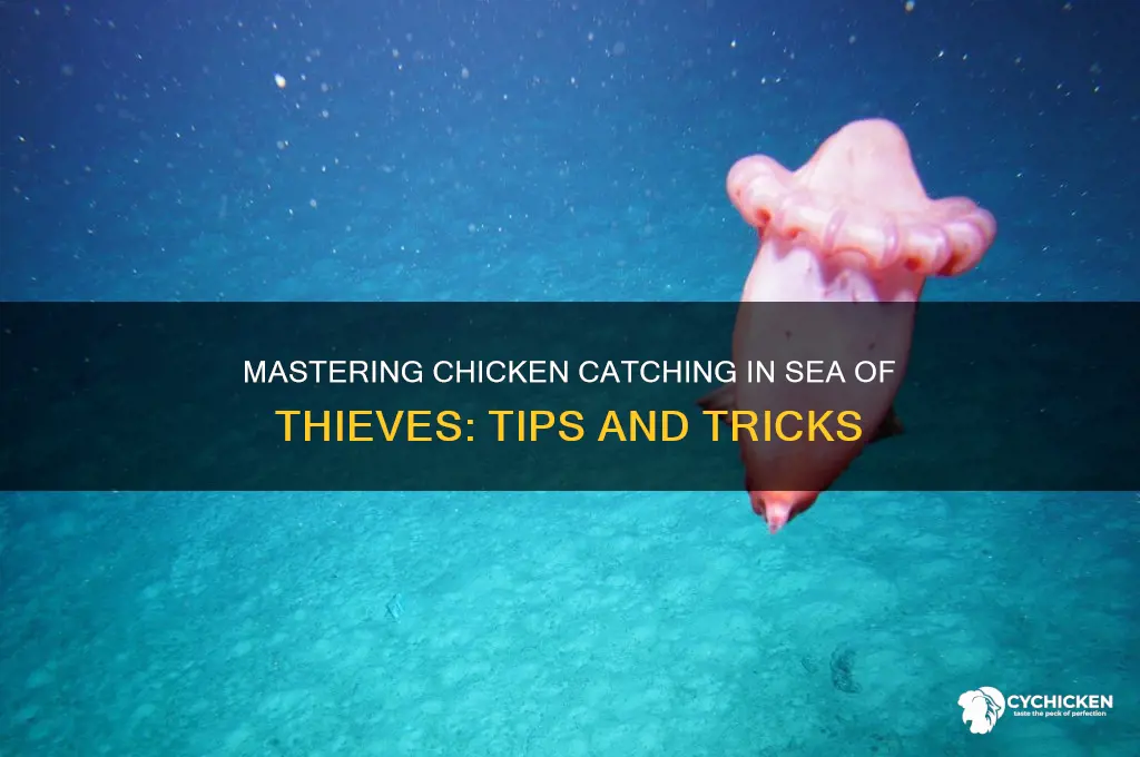 how to pick up chicken sea of thieves