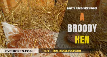 Successfully Placing Chicks Under a Broody Hen: A Step-by-Step Guide