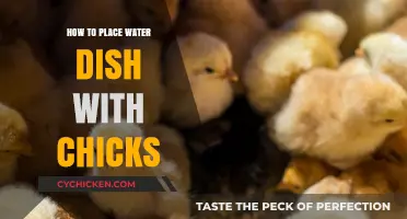 Proper Placement of Water Dishes for Healthy and Happy Chicks