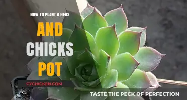 Succulent Serenity: Planting a Hens and Chicks Pot