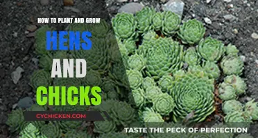 Planting and Growing Hens and Chicks: A Complete Beginner's Guide