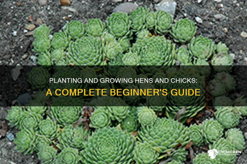 how to plant and grow hens and chicks