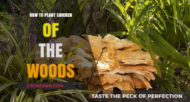 Planting Chicken of the Woods: A Beginner's Guide to Growing This Edible Fungus