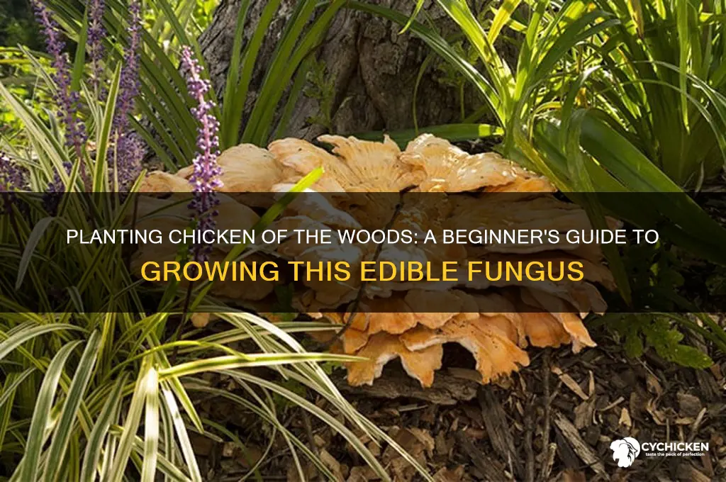 how to plant chicken of the woods