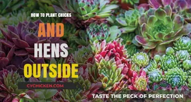 Planting Chicks and Hens Outdoors: A Step-by-Step Guide