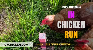 Planting Grass in Your Chicken Run: A Step-by-Step Guide