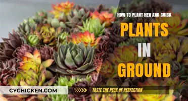 Planting Hen and Chicks in the Ground: A Step-by-Step Guide